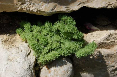 Hahnenkamm-Sedum_T_01271_1.JPG