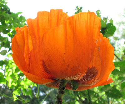 Mohn15.06.06_021.jpg