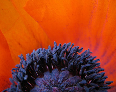 Mohn.15.06.06_014.jpg