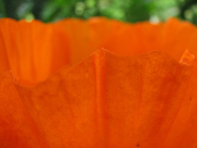 Mohn15.06.06_018.jpg
