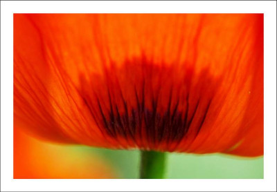 Papaver_2_18-06-2006.jpg