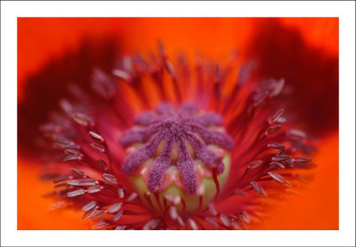 Papaver_3_18-06-2006.jpg