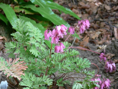 P1010203_Small.JPG
