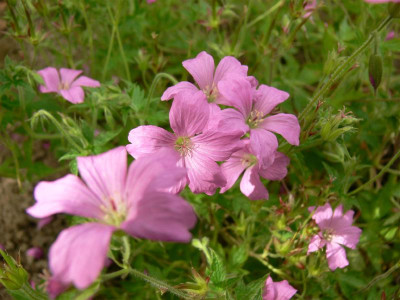 P1010218_Medium.JPG
