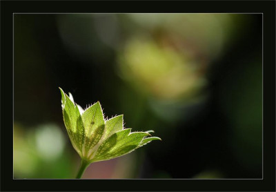 Astrantia_1_18-06-2006.jpg