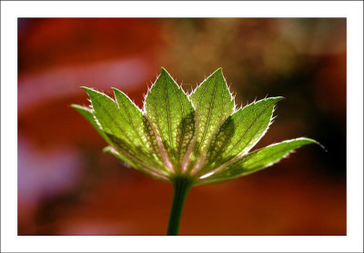 Astrantia_2_18-06-2006.jpg