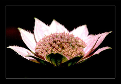 Astrantia_3_18-06-2006.jpg