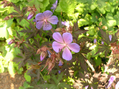 Geranium-dunkellaubig_k.jpg