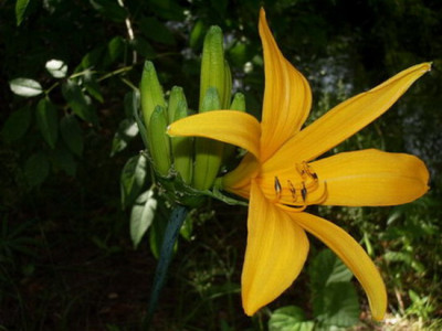 Hemerocallis_esculenta.jpg