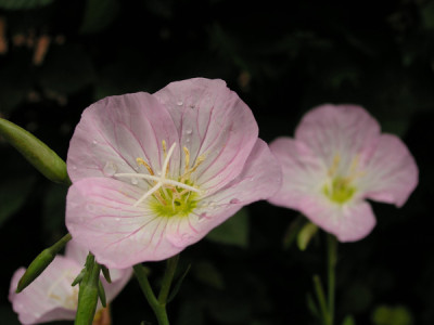 Oenothera_Siskiyou_k.jpg