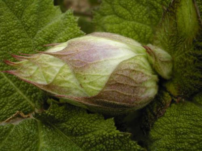 Salvia_sclarea_turkestanica_alba_Knospe.jpg