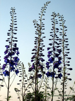 Delphinium_Grunberg_11721.jpg