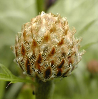 C._dealbata_Knospe.jpg