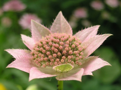 Astrantia_maxima_k.jpg