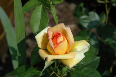 A0305_Large.JPG