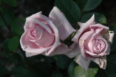 A0304_Large.JPG