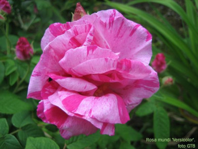 Rosa_mundi_Versicolor_1_11441.jpg