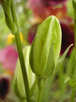 Campanula_persicifola_Alba_Knospe.jpg