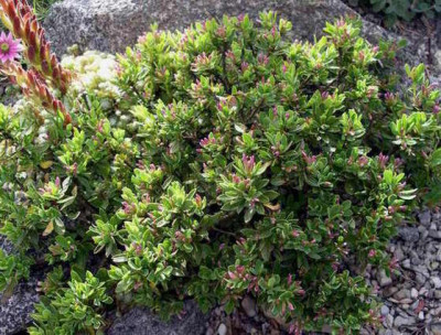 Daphne_oleoides_2006-06-19.JPG