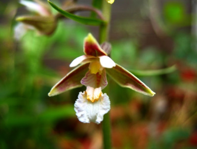 new_E._palustris.jpg