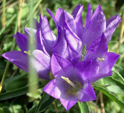 Edraianthus_2006-06-19.JPG