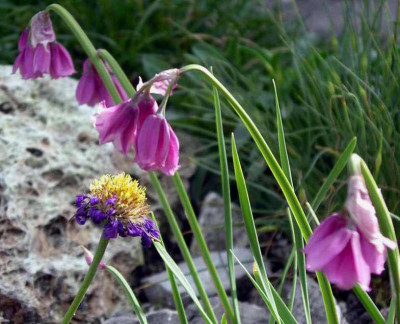 Allium_narcissiflorum_2006-06-19.JPG