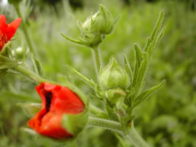 Geum.jpg