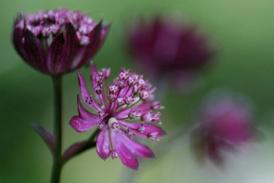 Astrantia-Juni06-01.jpg