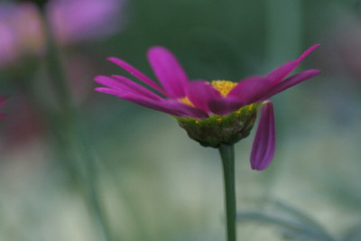 Margerite-Juni06-01.jpg