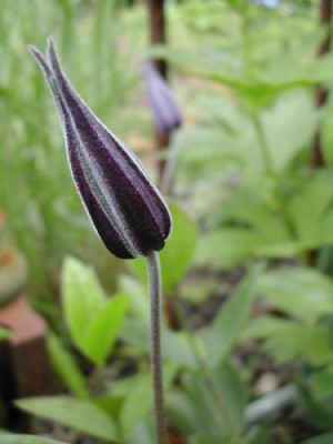 Staudenclematis_Knospe.jpg