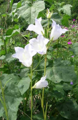 Campanula_persicif._v.Seitenstetten-Heimweg.jpg