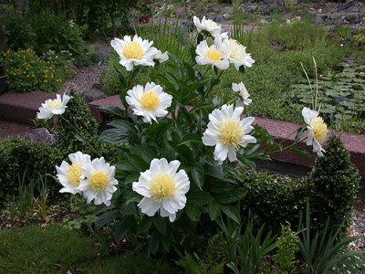 2006Paeonia_Hybr_01weiss.jpg