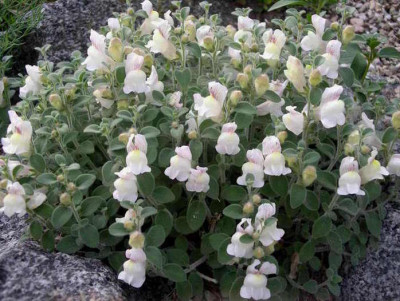 Antirrhinum_hispanicum_2006-06-19_001.JPG