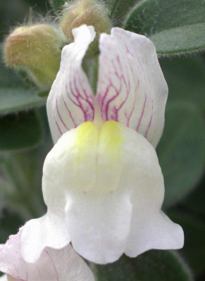 Antirrhinum_hispanicum_2006-06-19_002.JPG