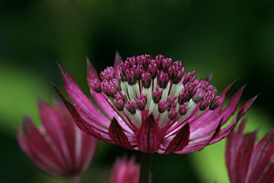 letzte-Astrantien.jpg