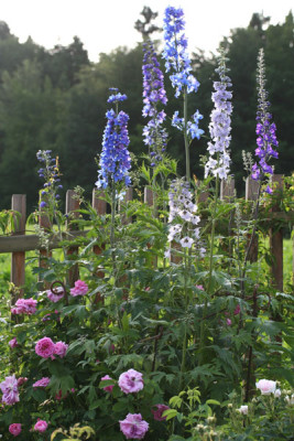 Garten-4.jpg