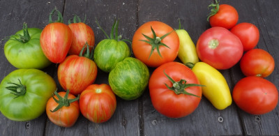 Tomaten 1.jpg