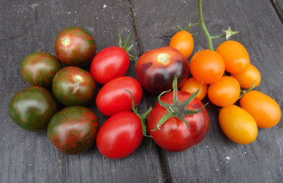 Tomaten 2.jpg
