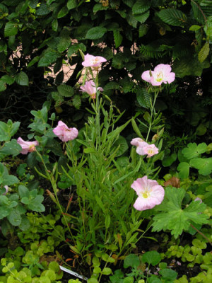 Oenothera_Siskiyou_ganz.jpg