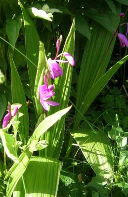 Bletilla_striata__a.jpg