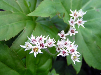 mukdenia_rossii_flower.jpg