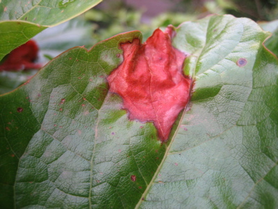 Wilder_Wein_Blattnekrose.jpg