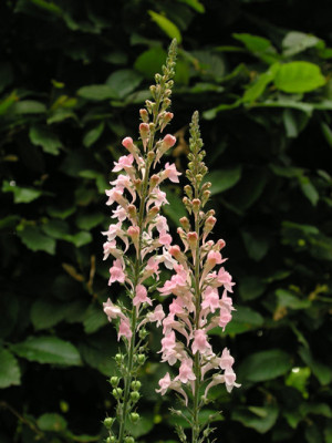 Linaria_Canon_Went_k.jpg