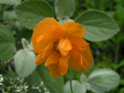 Papaver_rupifragum_k.jpg
