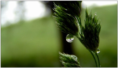 tropfen_gras_baum.jpg