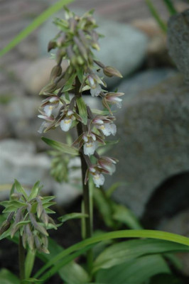 A0306_Large.JPG