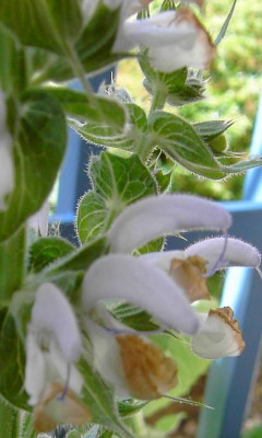 Salvia2006.jpg