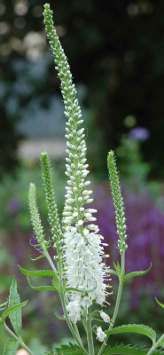 Veronica-Schneeriesin.jpg