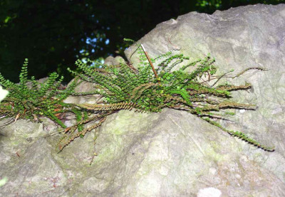 11_-_Asplenium_im_Kalk.jpg