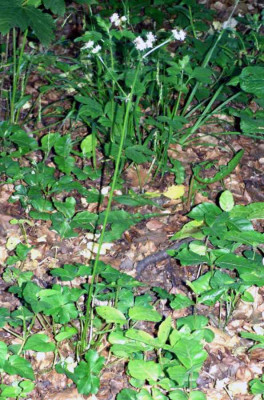 14_-_Sanicula_europaea.jpg